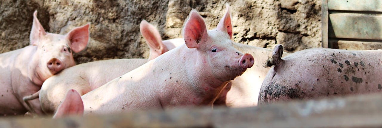 Gifford Devine - The future of indoor pig farming