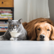Hawkes-Bay-Property-Law-Tenancy-Agreements